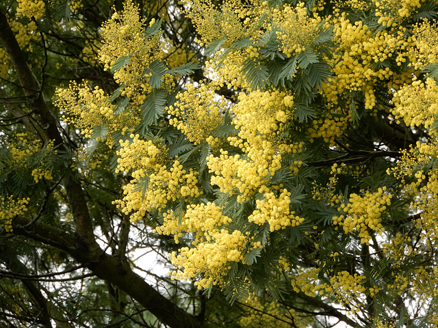 le premier mimosa,,