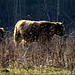 Highlands