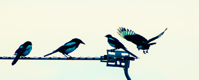 Magpies