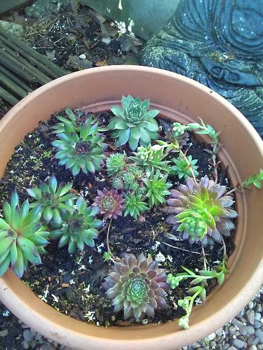 Sempervivum flowering