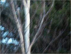 This is a picture of a Golden-crowned kinglet