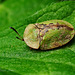 Tortoise beetle (Cassida vibex)
