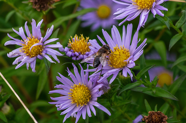 hoverfly on Michaelmas Daisies