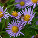 hoverfly on Michaelmas Daisies