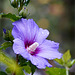 Hibiskus hinterm Zaun