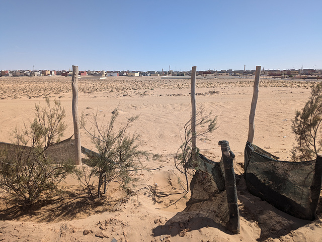 Végétation du Sahara / Sahara's vegetation