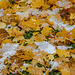 Eislaub ++ leaves ice