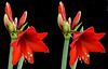 X3D Amaryllis Knospen und Blüte. ©UdoSm