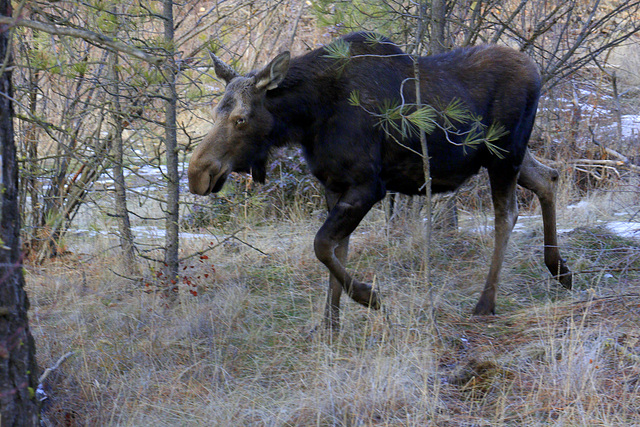 Moose