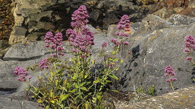 20190610 4996CPw [R~GB] Rote Spornblume (Centranthus ruber), Fishguard, Wales