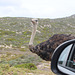 Ostrich, Roadside