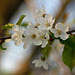 SSC: Ostern/Frühling