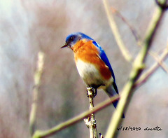 This little Eastern Bluebird was the joy of my day.