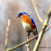 This little Eastern Bluebird was the joy of my day.