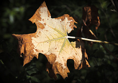 Automne précoce :-)