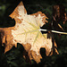 Automne précoce :-)