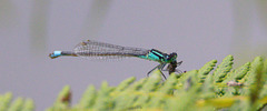 EF7A0928Damselfly