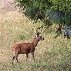 Jeune cerf