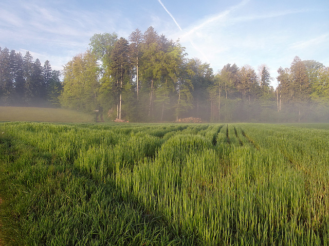 Samstagmorgen in der Natur