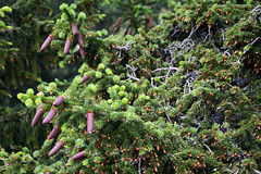 Bulgaria, Mix of Pine and Fir Branches with Cones and Needles in the Forest of Rila Mountains