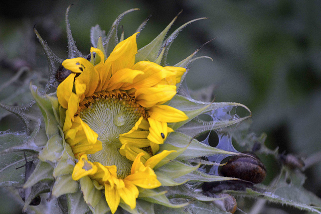 The sunflower is crying....