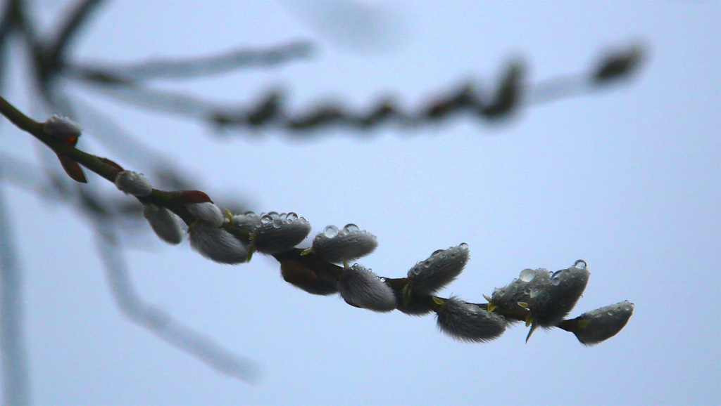 Salix caprea