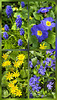 Mitte April im Garten