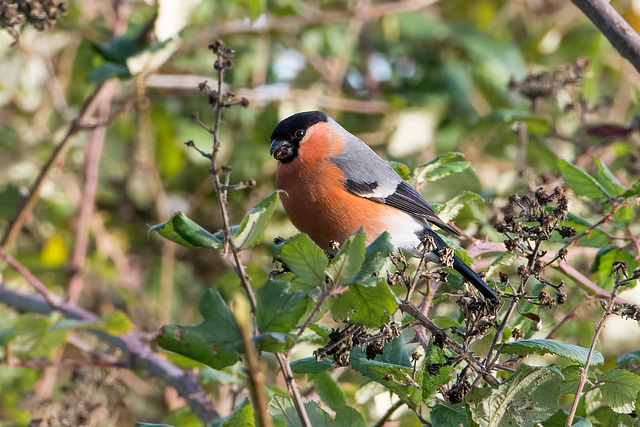 Bullfinch