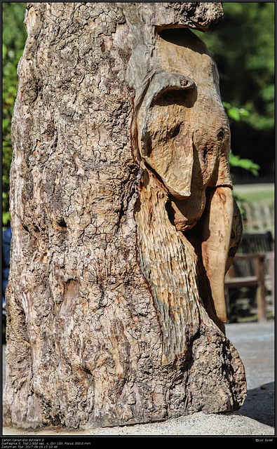 IMG 8530.jpg   2017 09 16 Zoo Planckendael II