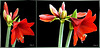 Amaryllis erblüht 3. ©UdoSm