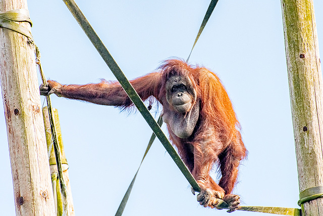 Orangutan