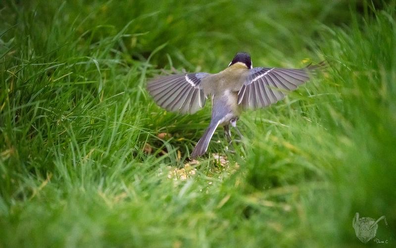 Great Tit 4