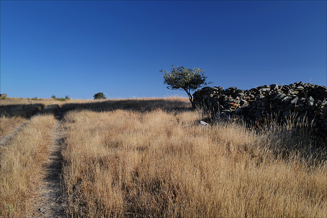 Penedos, Morning in Thirsty Land