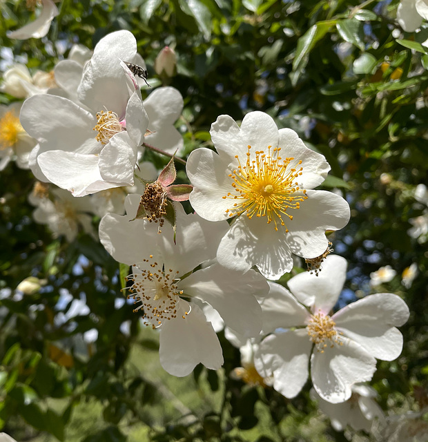 wild roses, Lluc