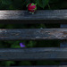 Visite d'une jeune rose sur une aire de repos