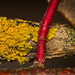 Die Gewöhnliche Gelbflechte (Xanthoria parietina) versteckt sich hintern Ast :)) The common yellow lichen (Xanthoria parietina) is hiding behind the branch :)) Le lichen jaune commun (Xanthoria parietina) se cache derrière la branche :))