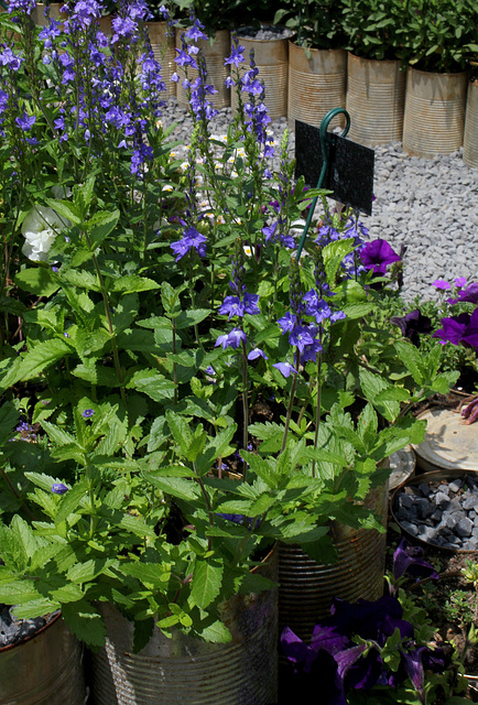 Veronica austriaca