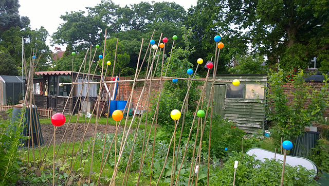 Allotment canes