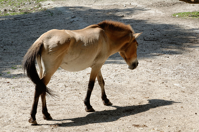 Chevaux de Przewalski