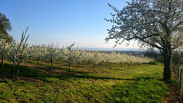 Abenspaziergang durch den Obstgarten Oberschwaben