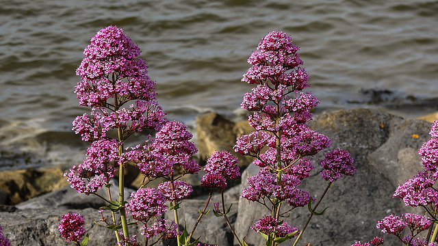 20190610 4997CPw [R~GB] Rote Spornblume (Centranthus ruber), Fishguard, Wales