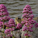 20190610 4997CPw [R~GB] Rote Spornblume (Centranthus ruber), Fishguard, Wales