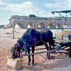 Caesarea Aqueduct - Israel in 1972