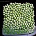 a square of peas