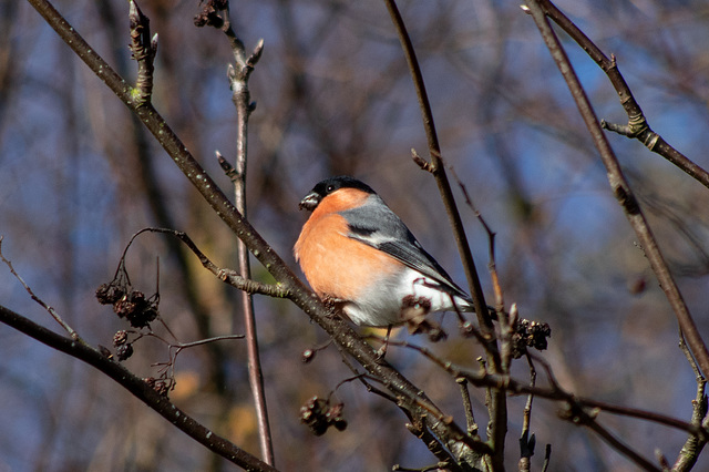 Bullfinch (Male)