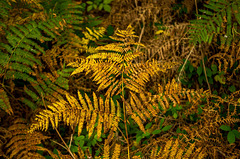 The colours of autumn