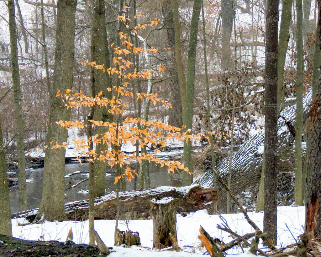 American Beech do not shed the leaves in winter.