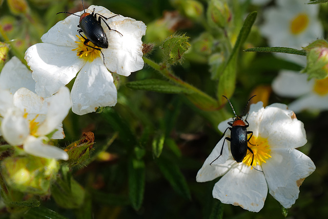 Cistus monspeliensis, Malvales, and bugs