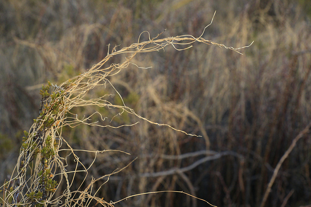 Dodder