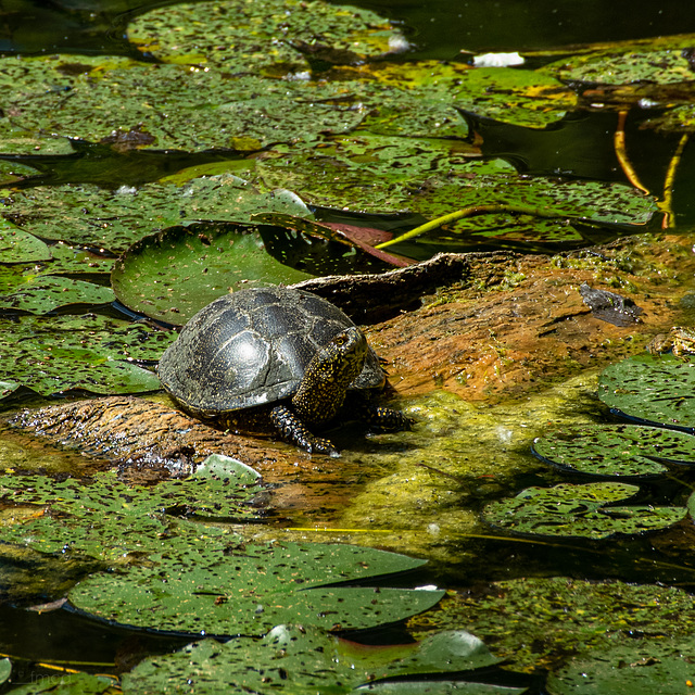 Europäische Sumpfschildkröte